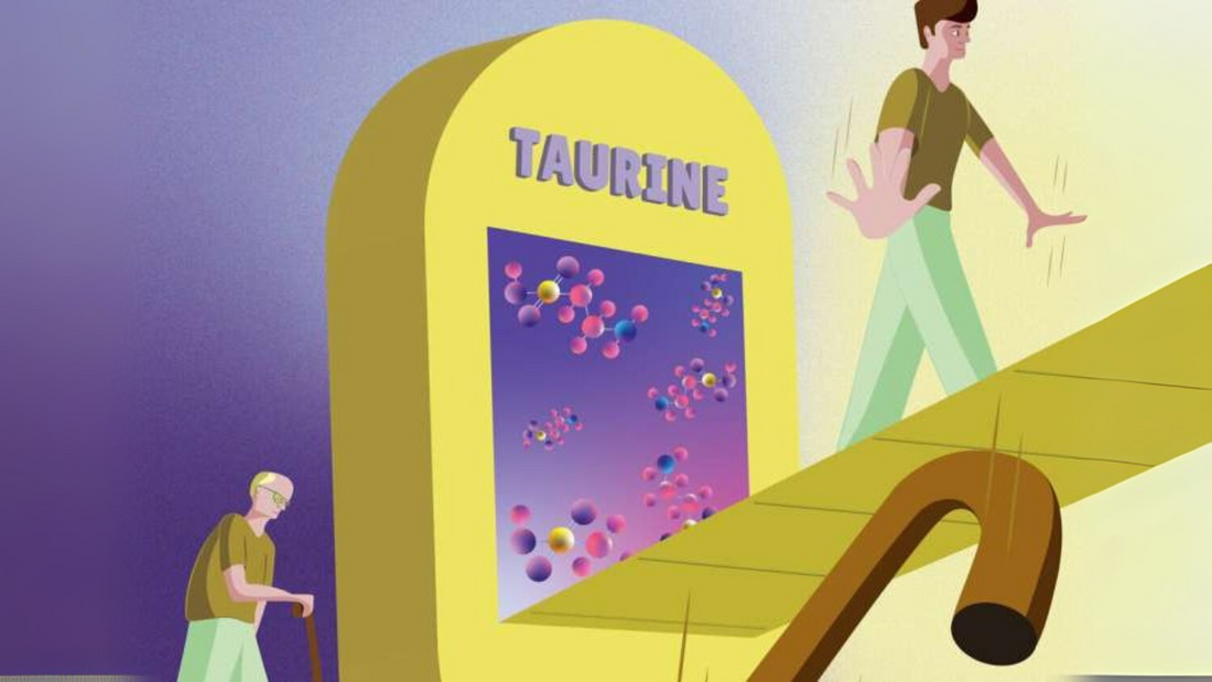 Is Taurine the youth molecule that reverses osteoporosis?