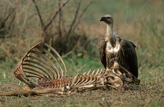 This toxic pain-relieving ingredient has killed 97% vultures in India