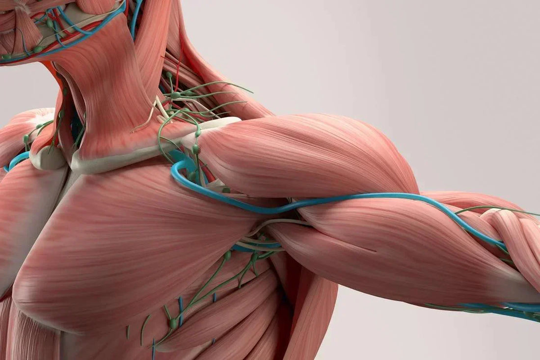 The (understated) importance of dietary protein for healthy muscle and bone - Zanskar