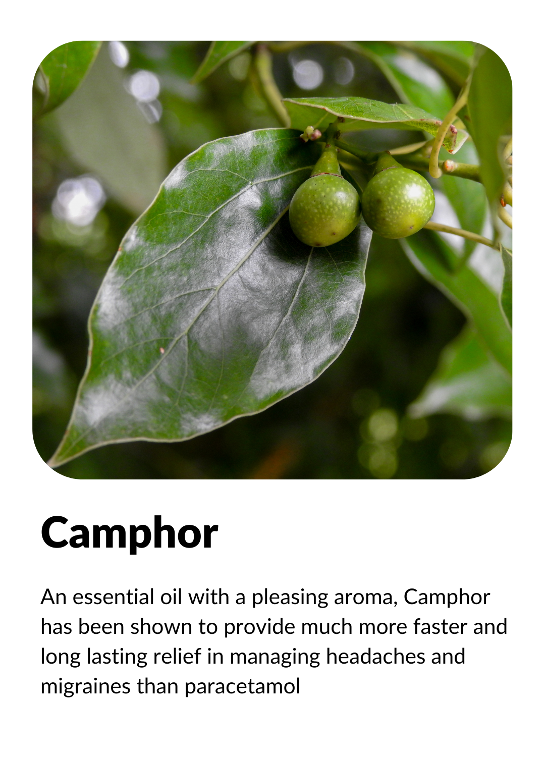 An essential oil with a pleasing aroma, Camphor has been shown to provide much more faster and long lasting relief in managing headaches and migraines than paracetamol.