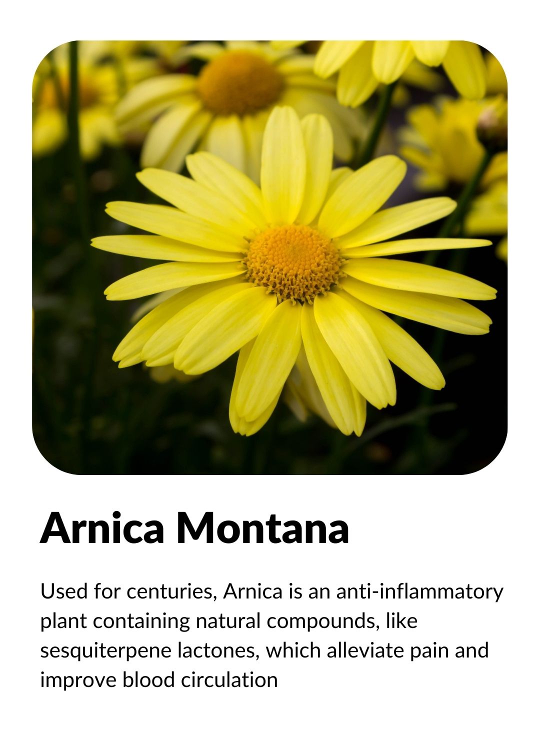 ARNICA MONTANA: Powerful Anti Inflammatory that alleviates pain and improves blood circulation