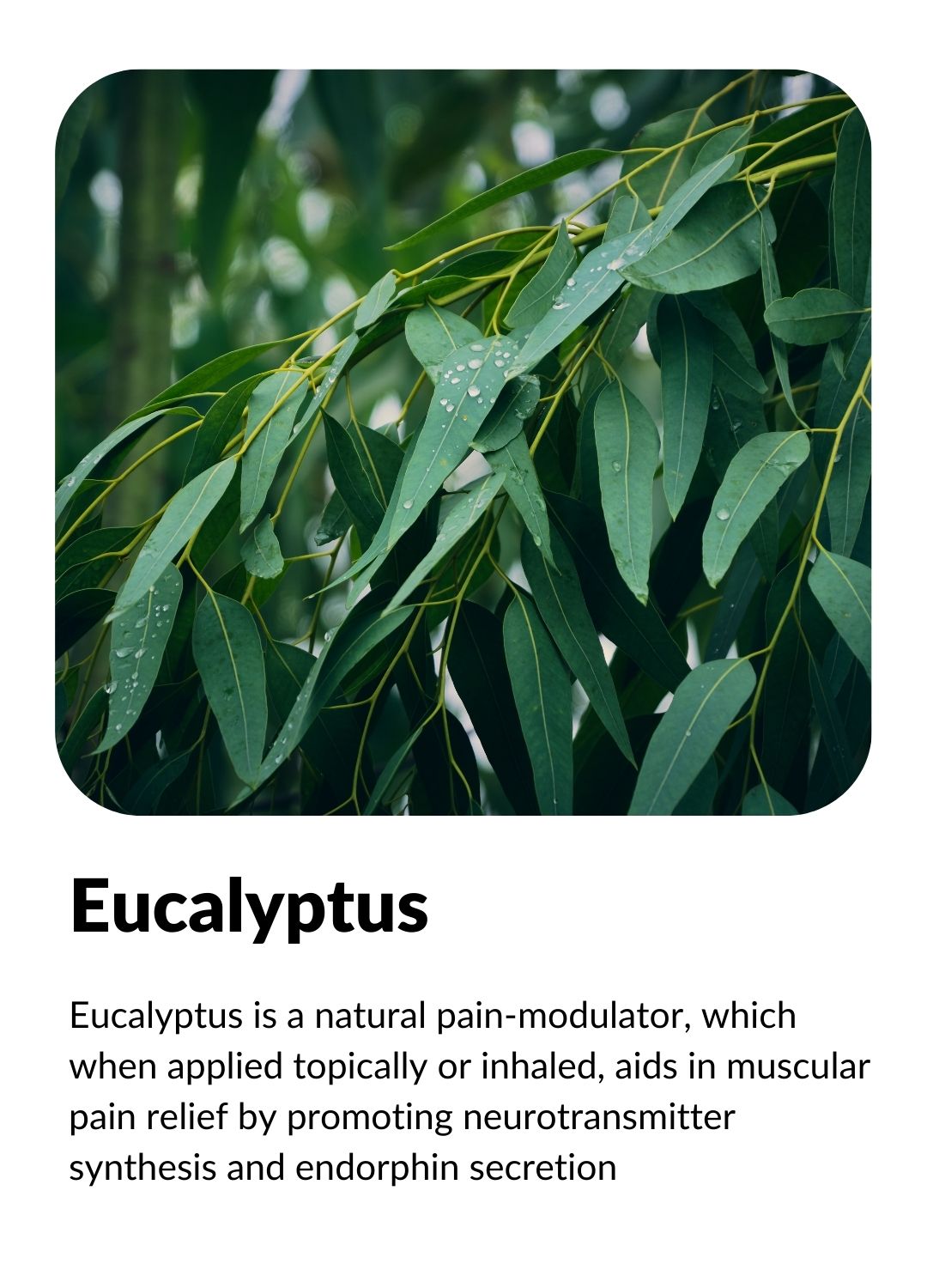 EUCALYPTUS: Natural pain-modulator that aids relief by promoting neurotransmitter synthesis and endorphin secretion.