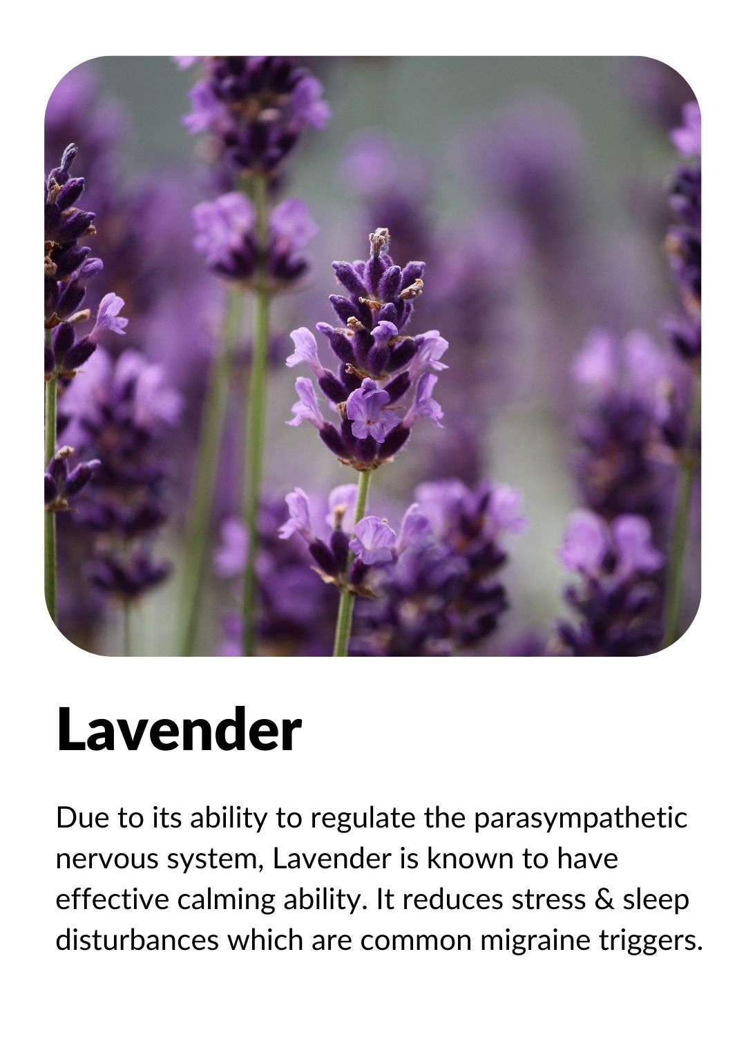 Due to its ability to regulate the parasympathetic nervous system, Lavender is known to have effective calming ability. It reduces stress & sleep disturbances which are common migraine triggers.